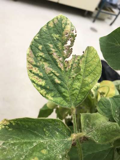Up-close photo of soybean leaf showing chlorosis and necrotic issue