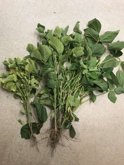 Broad photo of multiple soybean plants showing yellowing of leaves
