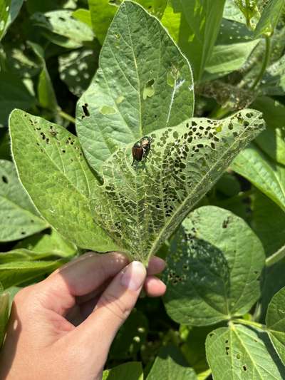 Up-close photo of a soybean leaf with a lacy feeding pattern and Japanese beetles present.