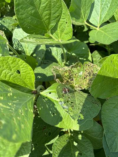 Up-close photo of a soybean leaf with a lacy feeding pattern and Japanese beetles present.