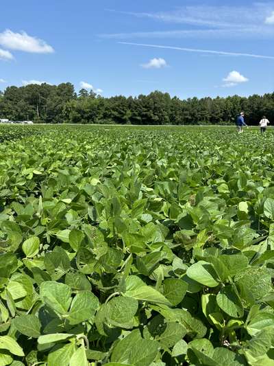 Broad photo of multiple soybean plants with defoliation of leaves.