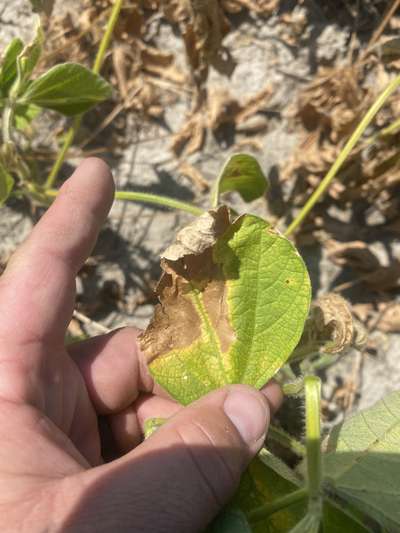 Up-close photo of a soybean leaf with brown and yellow discoloration.