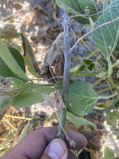 Up-close photo of a soybean root that shows decay.