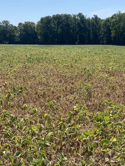 Broad photo of a soybean field showing yellowing and wilted soybeans.