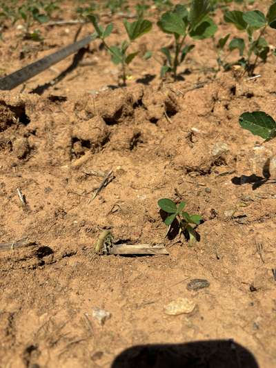 Up-close photo of 2 arched soybean hypocotyls.