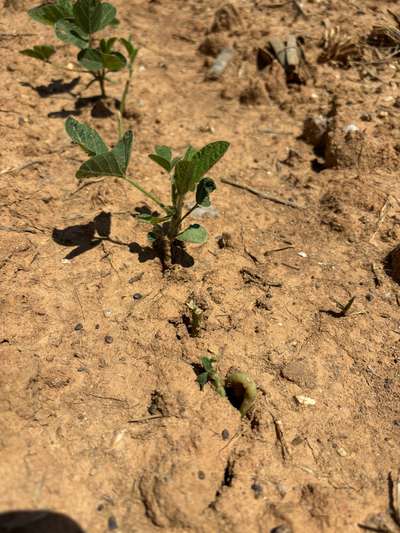 Up- close photo of an arched soybean hypocotyl.