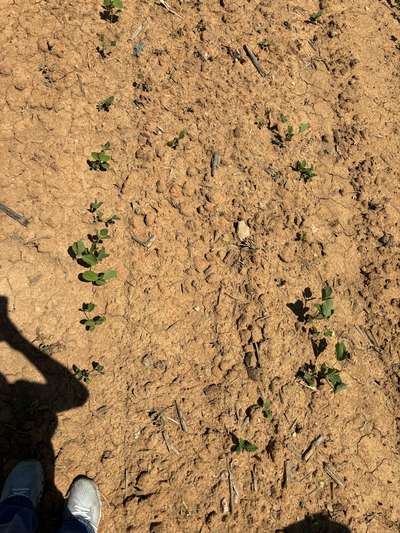 Broad photo of multiple soybean plants showing poor emergence and soil cracks.