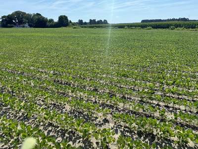 Broad photo of soybean field showing patches of chlorosis