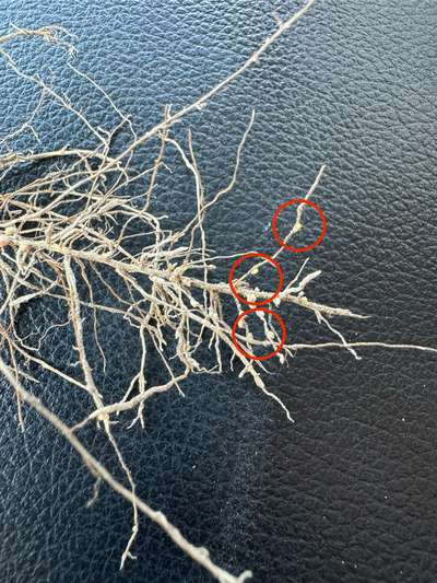 Up-close photo soybean roots with cysts circled.