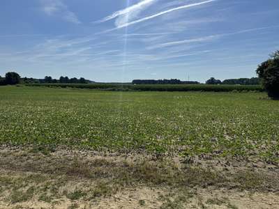 Broad photo of soybean field showing patches of chlorosis