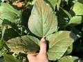 Up-close photo of soybean leaves showing purple bronzing