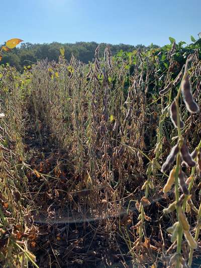 Photo of multiple soybean plants with fully green stems while pods are ready to harvest