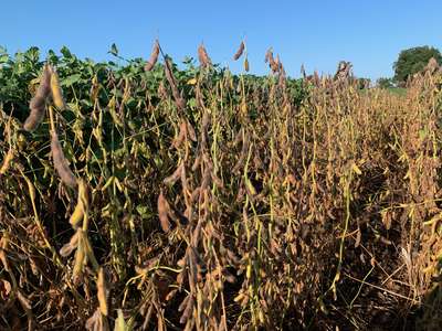 Photo of multiple soybean plants with fully green stems while pods are ready to harvest