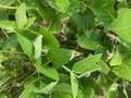 Up-close photo of soybean plant with wilt and discolored leaves