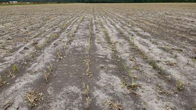 Broad photo of a soybean field showing vast injury of broken stems and missing leaves.