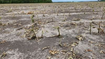 Broad photo of a soybean field showing vast injury of broken stems and missing leaves.