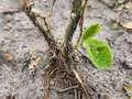 Up-close photo of a soybean plant showing broken stems and defoliation.