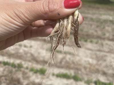 Up-close picture of seedling roots that are infected with Fusarium root rot.