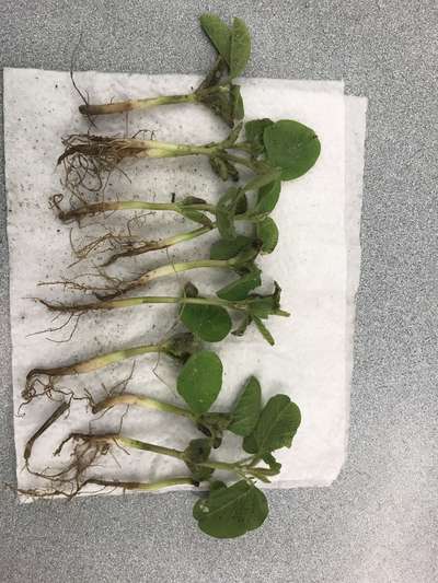 Seedlings with roots infected with Fusarium root rot.