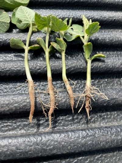 Seedlings with roots that are infected with Fusarium root rot.