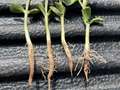 Seedlings with roots that are infected with Fusarium root rot.