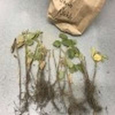 Photo of multiple soybean plants showing root systems