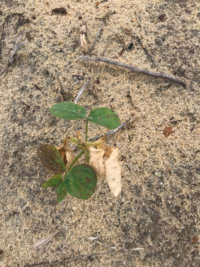 Up-close photo of soybean plant showing dieback