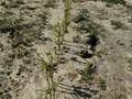 Up-close photo of multiple soybean plants eaten at stems and leaves.