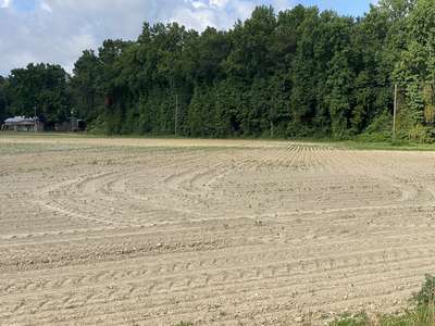 Broad photo of a soybean field with uneven emergence.