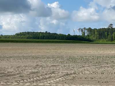 Broad photo of a soybean field with uneven emergence.