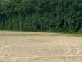 Broad photo of a soybean field with uneven emergence.