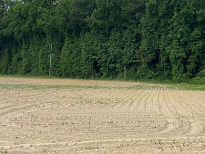 Broad photo of a soybean field with uneven emergence.