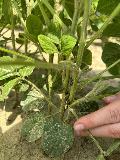 Up-close photo of a soybean plant with kudzu bugs along the stem.