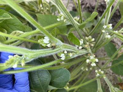 Up-close photo of a soybean plant with kudzu bugs present