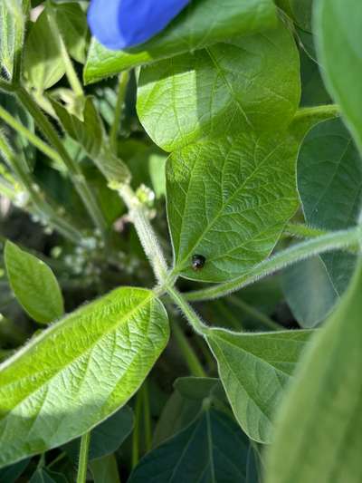 Up-close photo of a soybean with a kudzu bug present