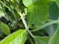 Up-close photo of a soybean with a kudzu bug present