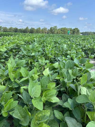 Broad photo of a soybean field with kudzu bug injury