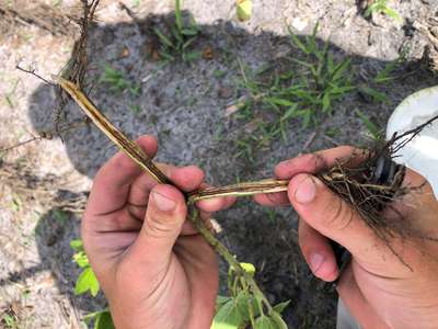 Up-close photo of a soybean root with discoloration.