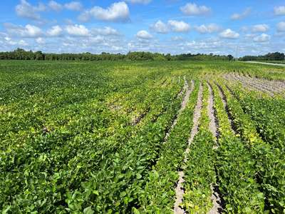 Broad photo of a soybean field where plants are wilted and yellowing.