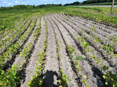 Broad photo of a soybean field where plants are wilted, dead, and yellowing.