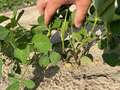 Up-close photo of multiple soybean plants with multiple kudzu bugs present