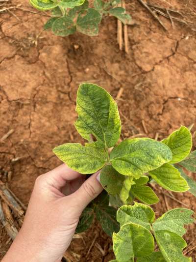 Up-close photo of a soybean leaf showing yellowing around the margins.