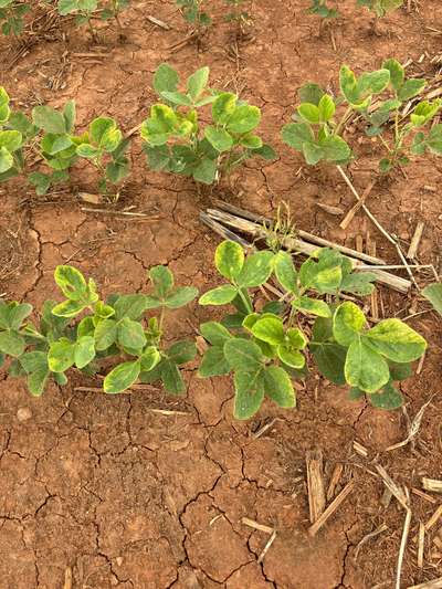 Up-close photo of multiple soybean plants showing yellowing around the margins of the leaves.