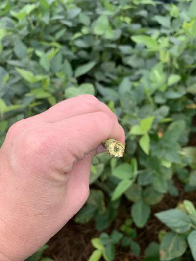 Up-close photo of soybean stem snapped off at the base
