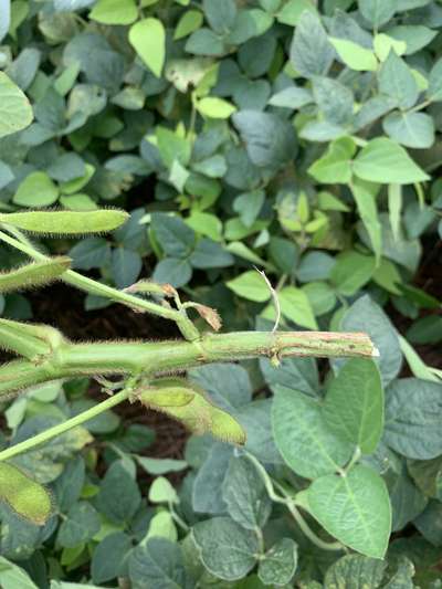 Photo of another angle showing snapped soybean stem at the base