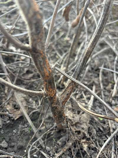 Up-close photo of a soybean stem with orange masses on it.