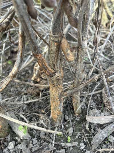 Up-close photo of a soybean stem with orange masses on it.