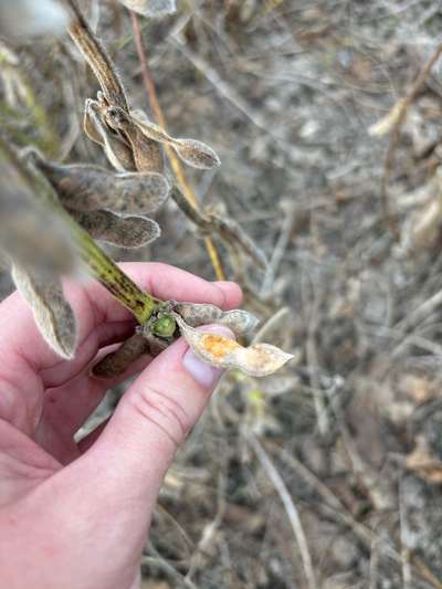 Up-close photo of a soybean pod with orange masses on it.