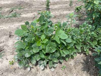 Up-close photo of what the soybeans in this field should look like (healthy).