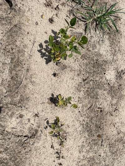 Up-close photo of zinc toxicity injury in soybean.